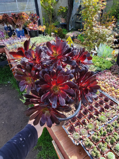 Blackrose aeonium succulent