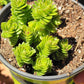 crassula spiralis starter plant succulent