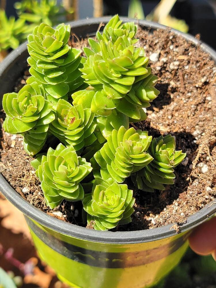 crassula spiralis starter plant succulent