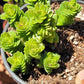 crassula spiralis starter plant succulent