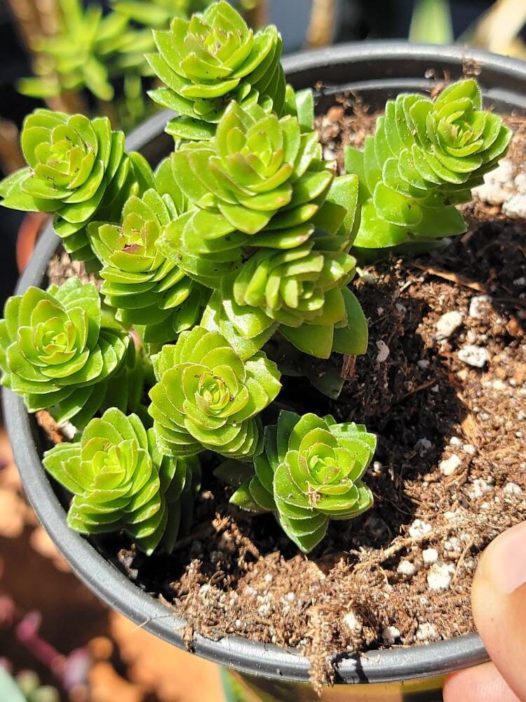 crassula spiralis starter plant succulent