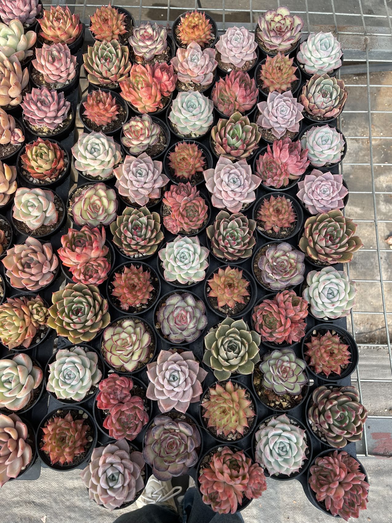 Rare imported mixed Succulents - Succulents Mystery Box