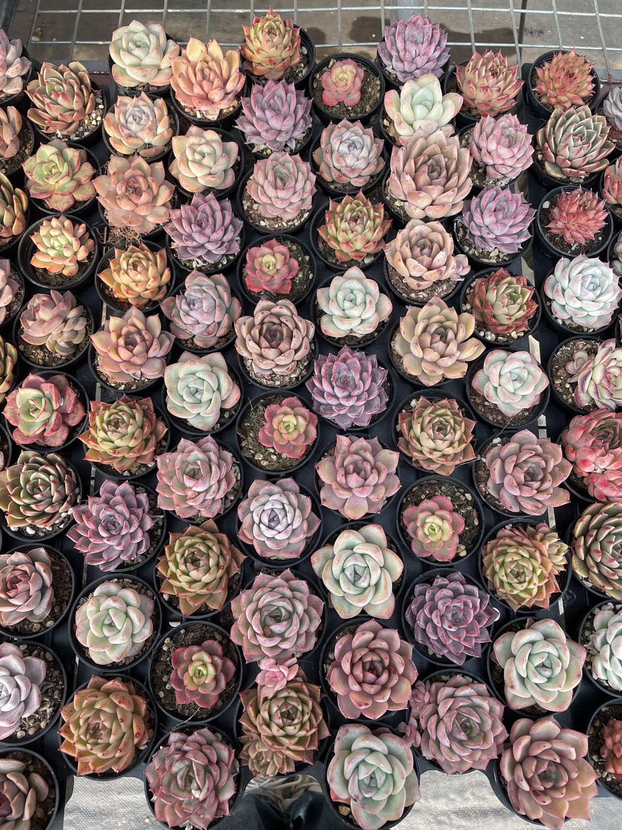 Rare imported mixed Succulents - Succulents Mystery Box