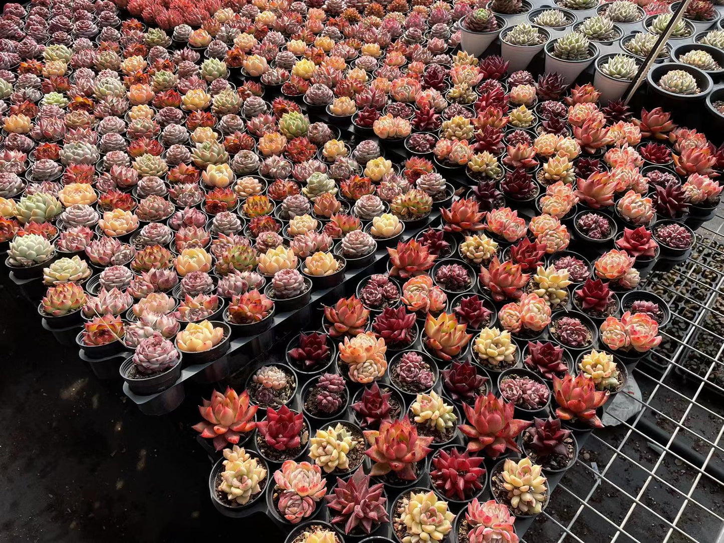 Rare imported mixed Succulents - Succulents Mystery Box