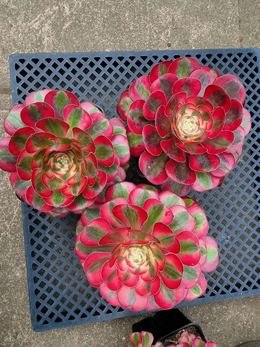 Imported Chanel aeonium