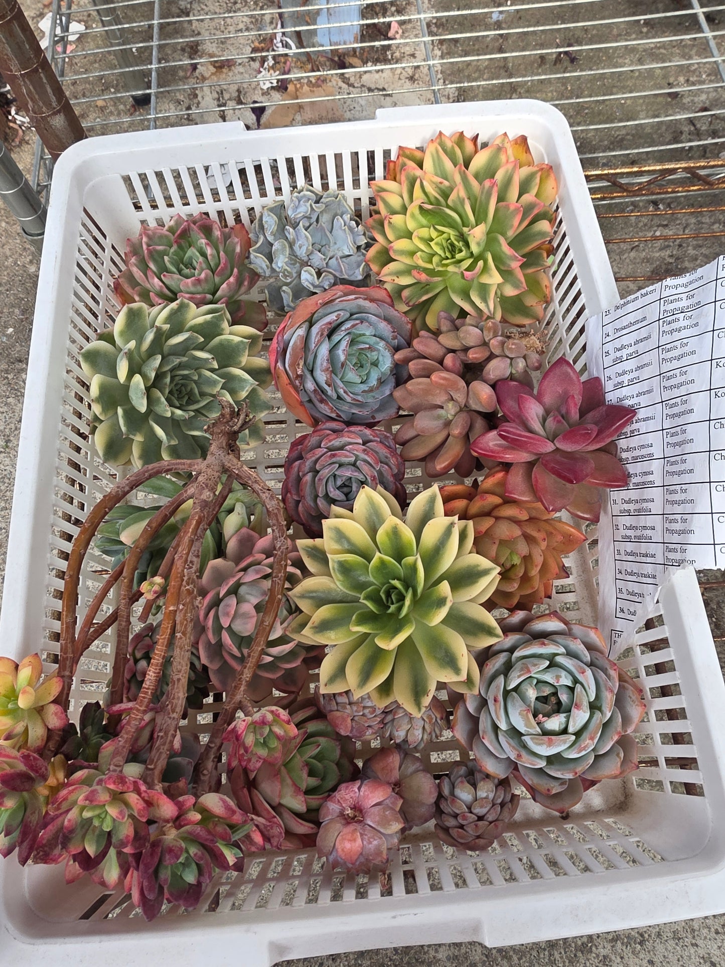 Order for Shannon
