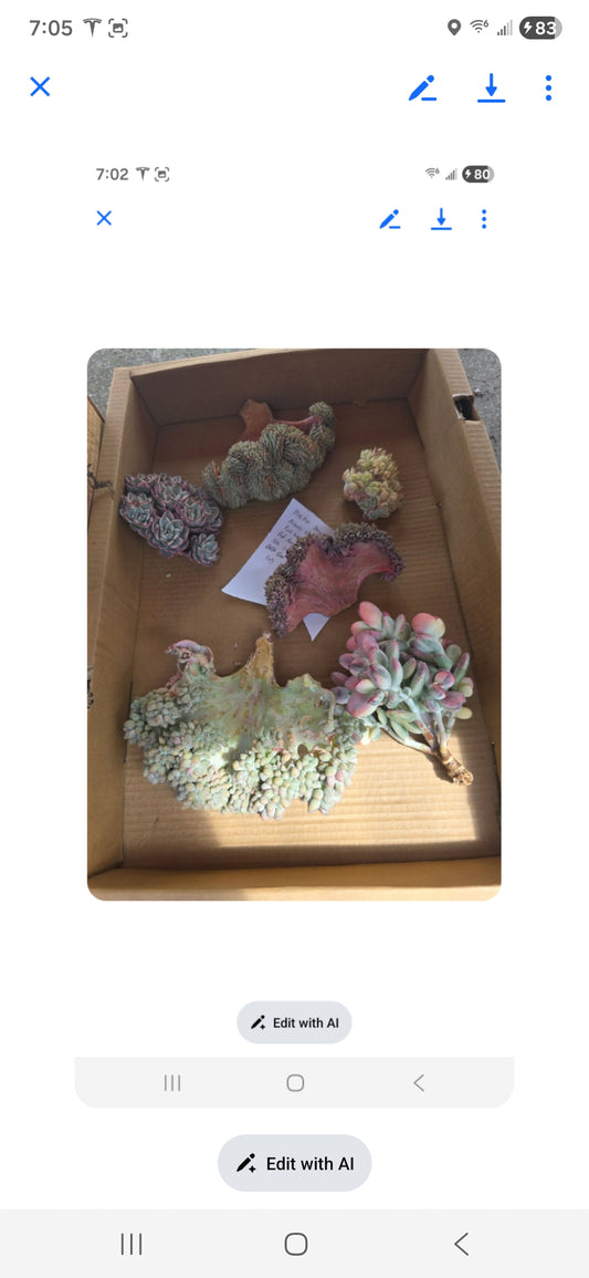 order for Marsha