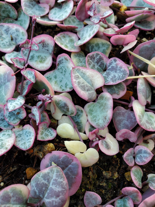 variegated String of heart