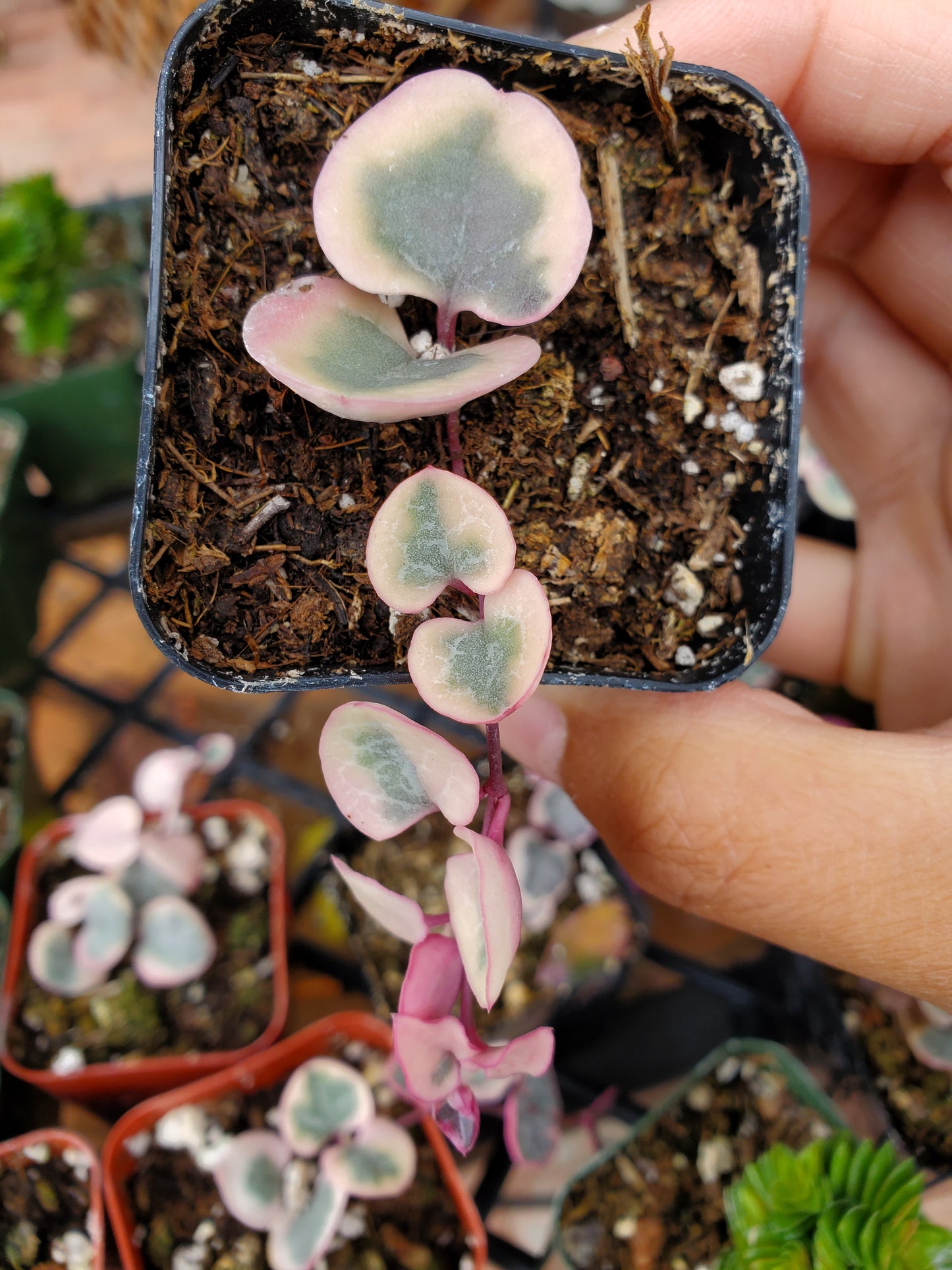 variegated String of heart