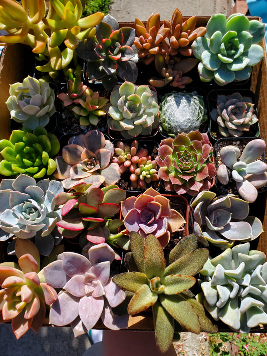 10 pots of 2inch mixed succulents