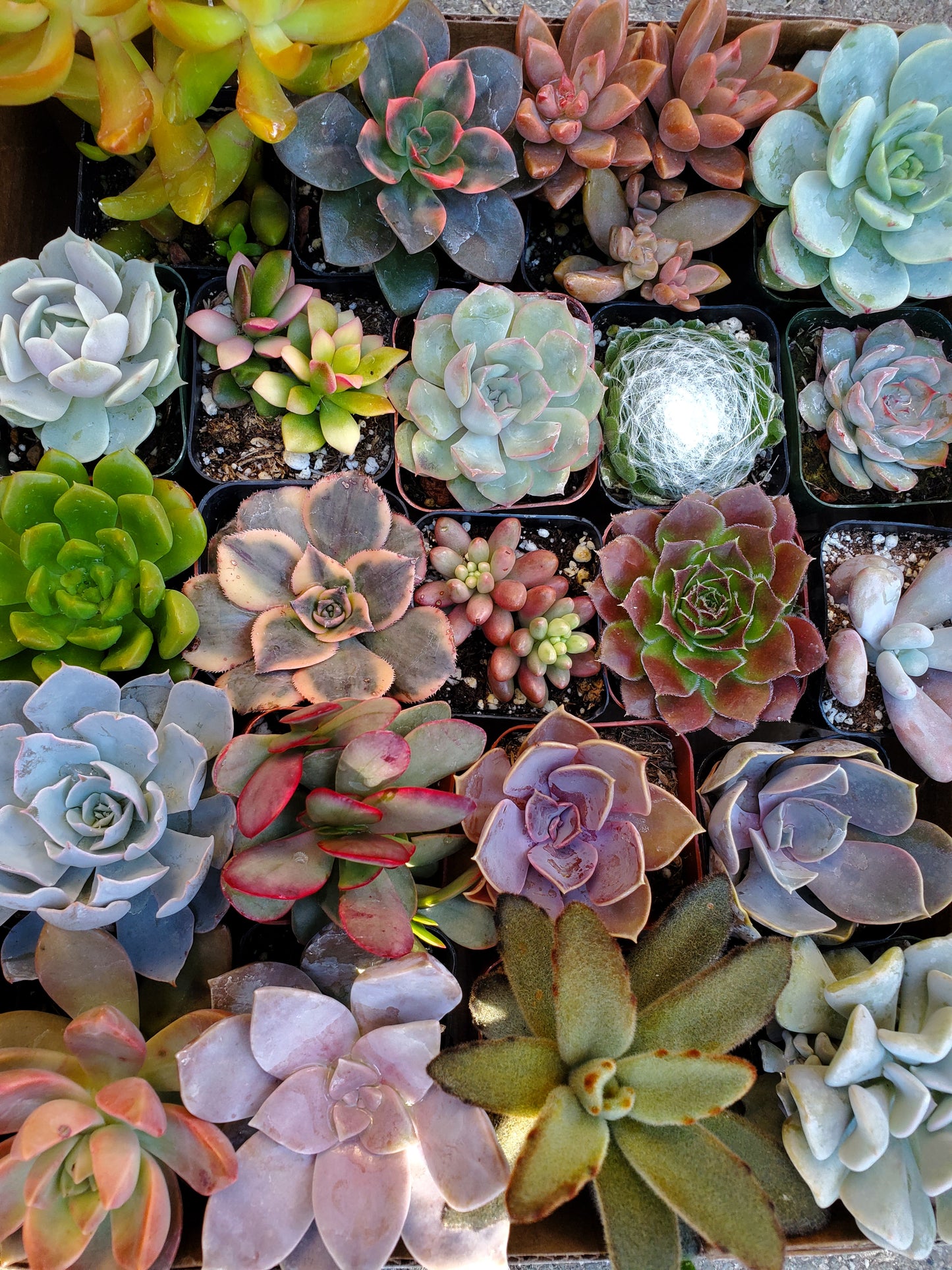 10 pots of 2inch mixed succulents