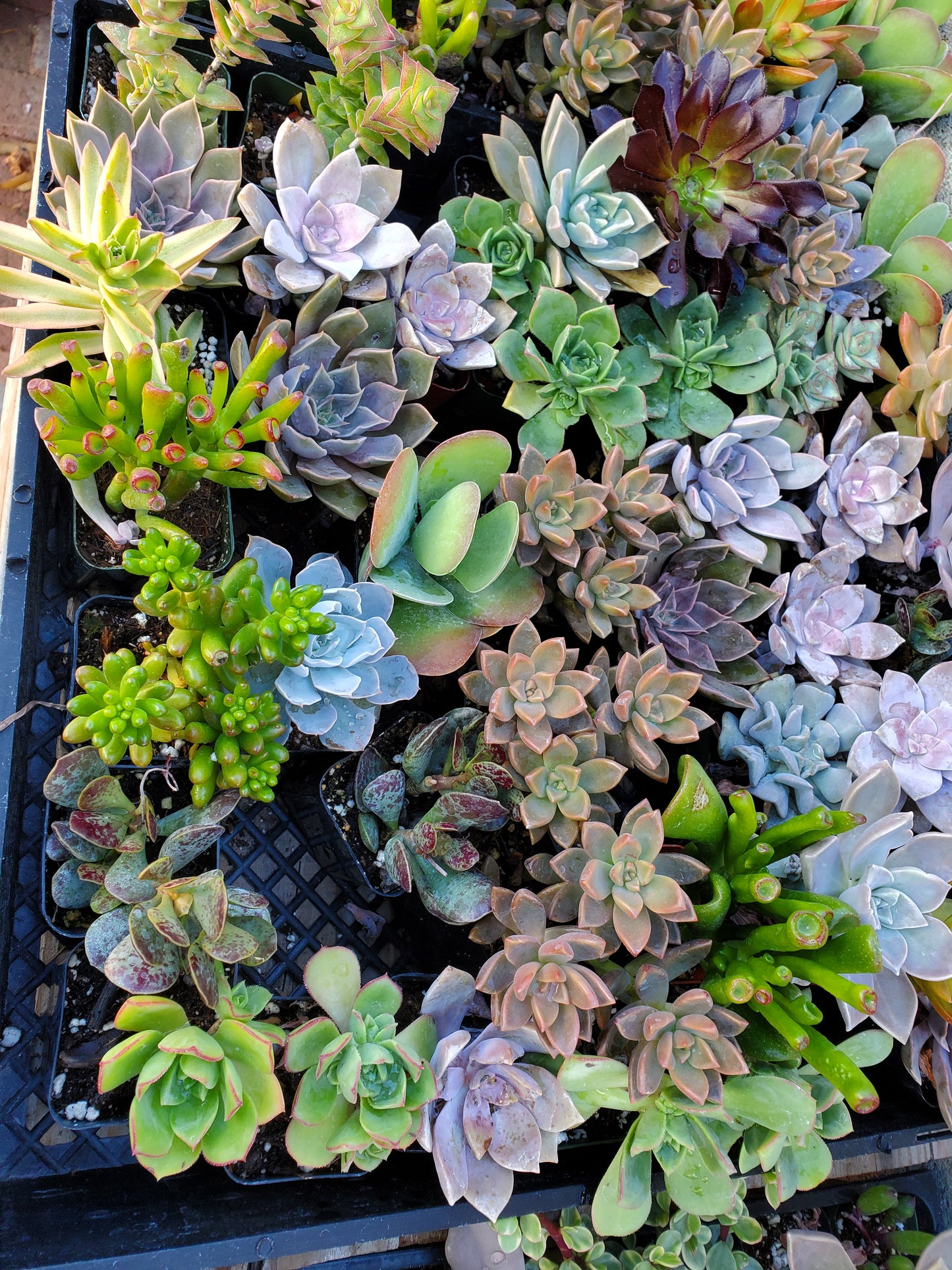 10 pots of 2inch mixed succulents