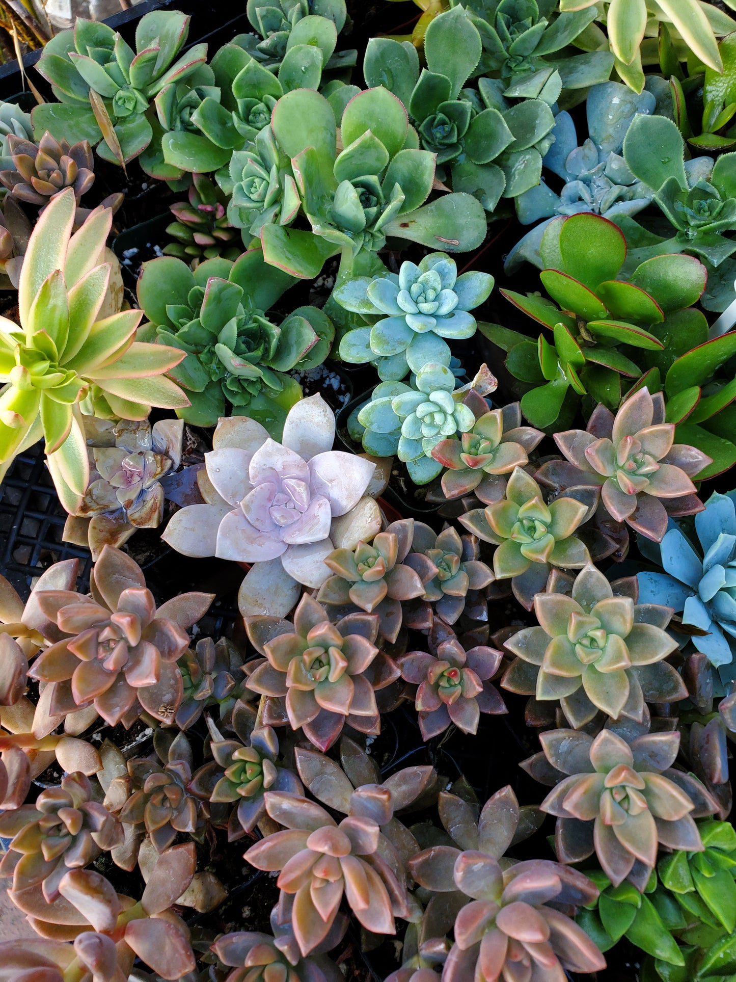 10 pots of 2inch mixed succulents