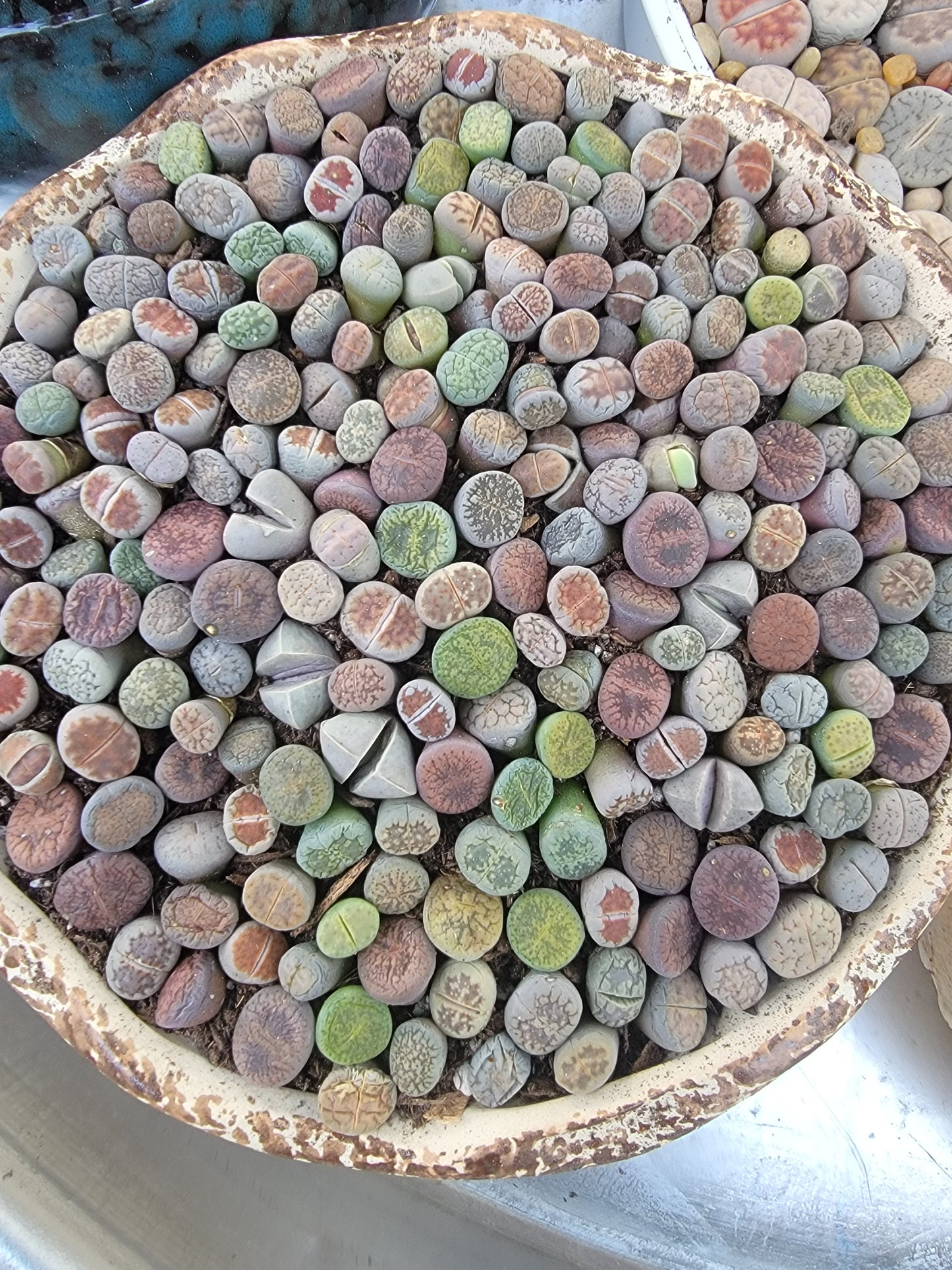 Imported lithops