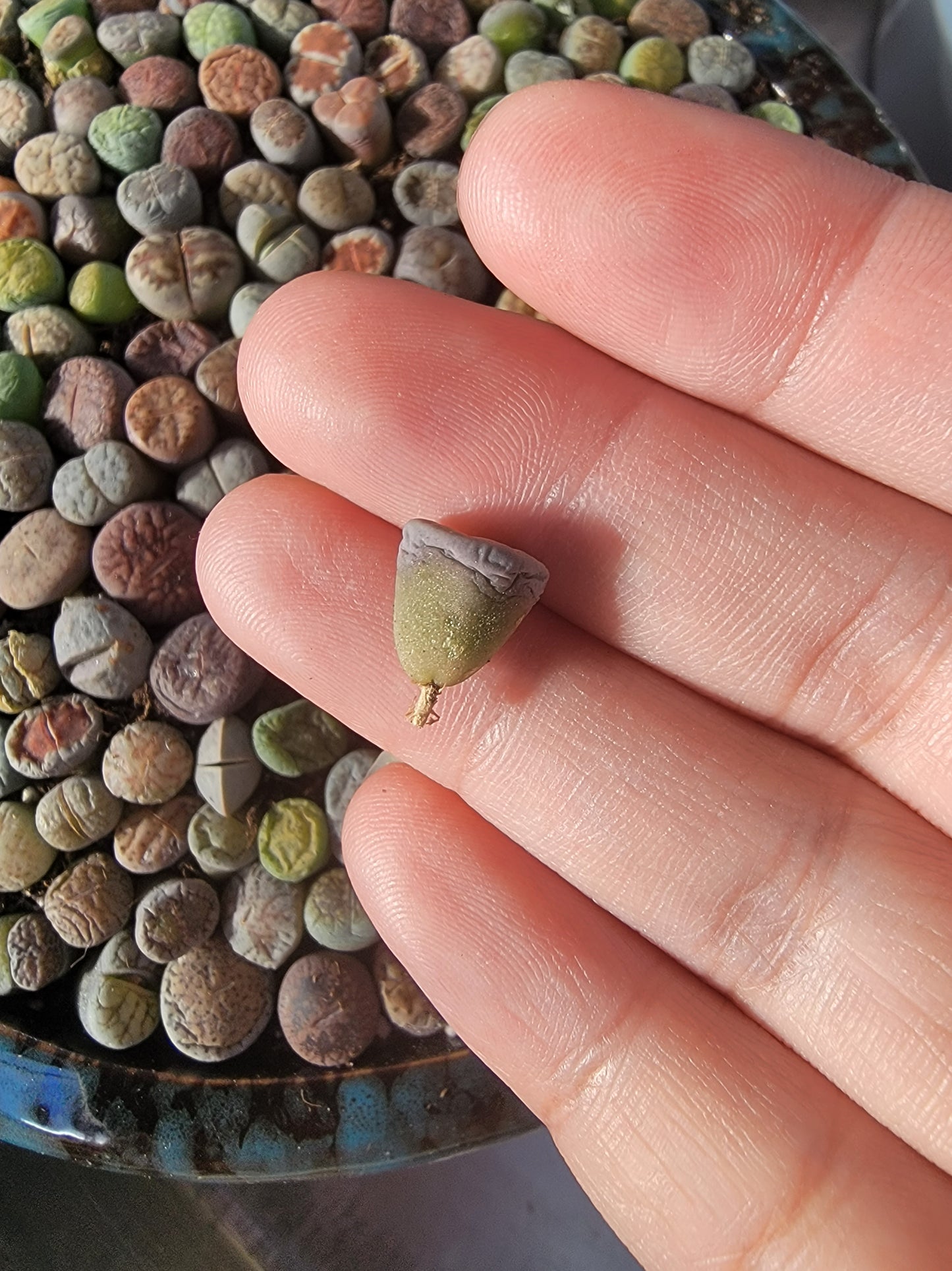 Imported lithops