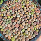 Imported lithops