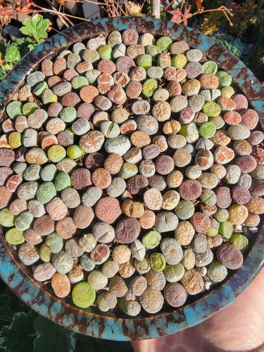 Imported lithops