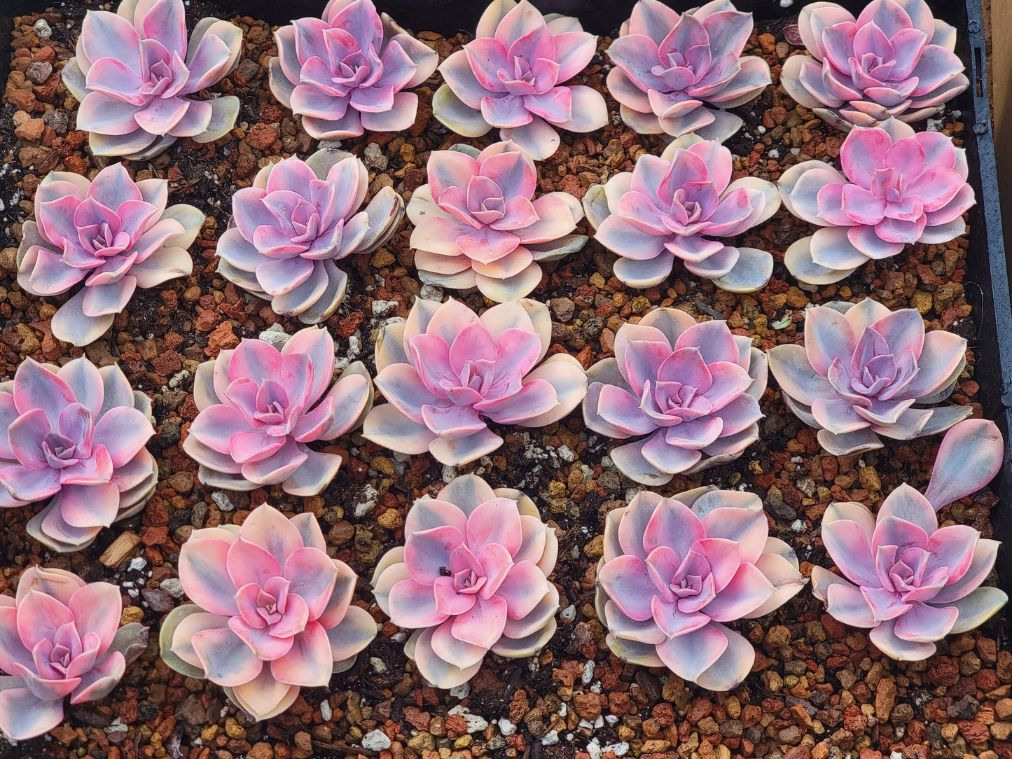 Imported rainbow succulent