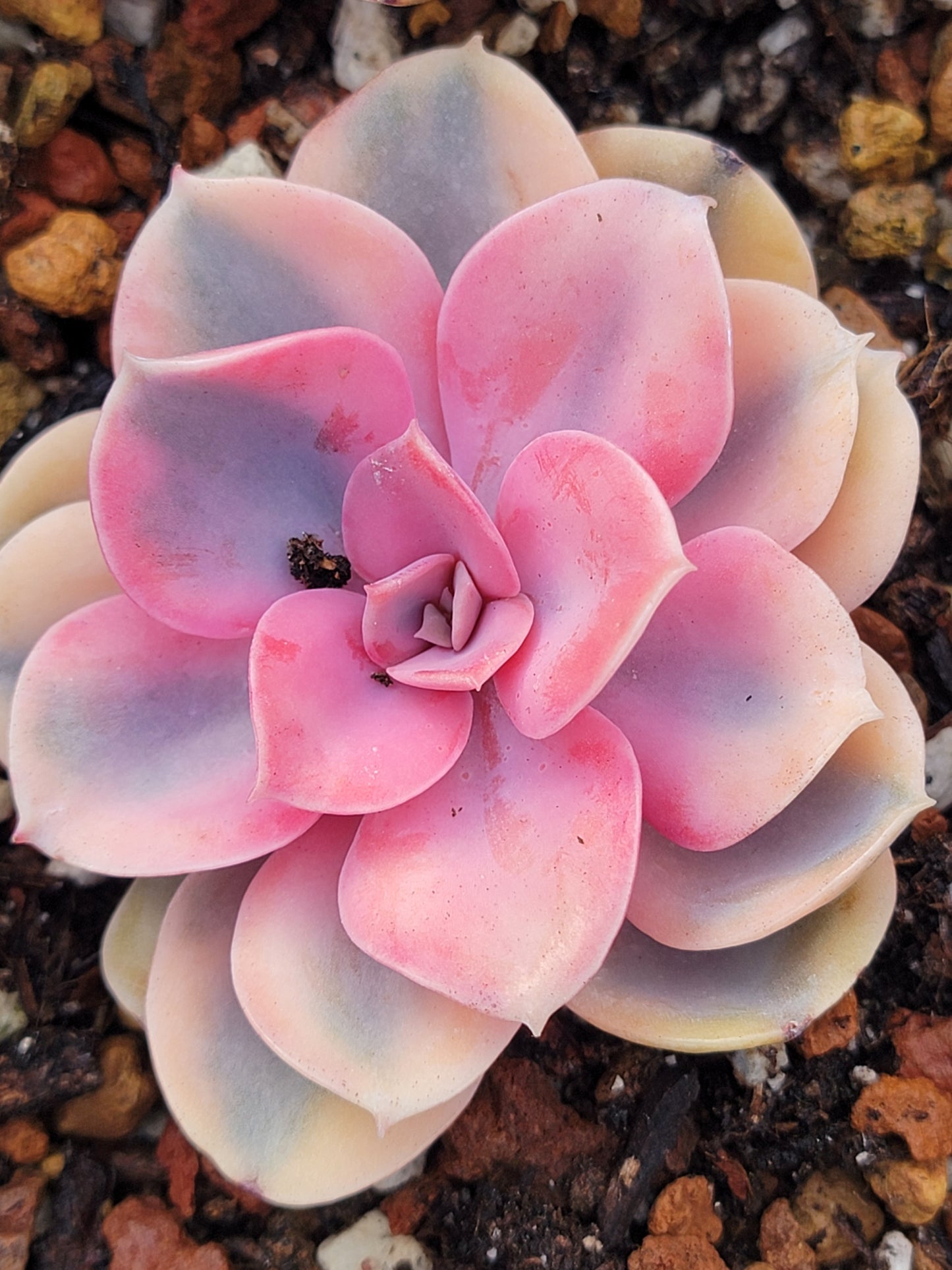 Imported rainbow succulent