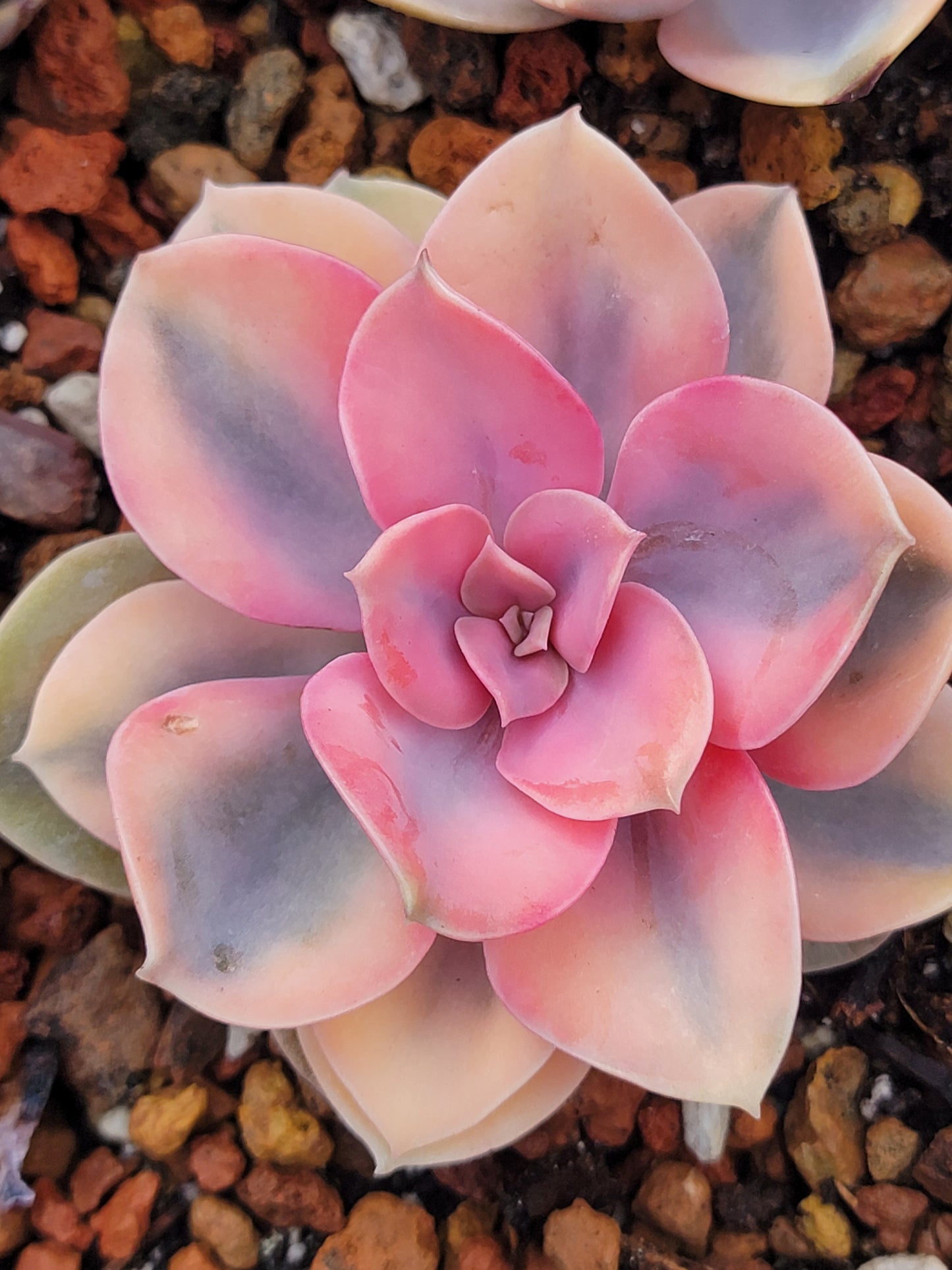 Imported rainbow succulent