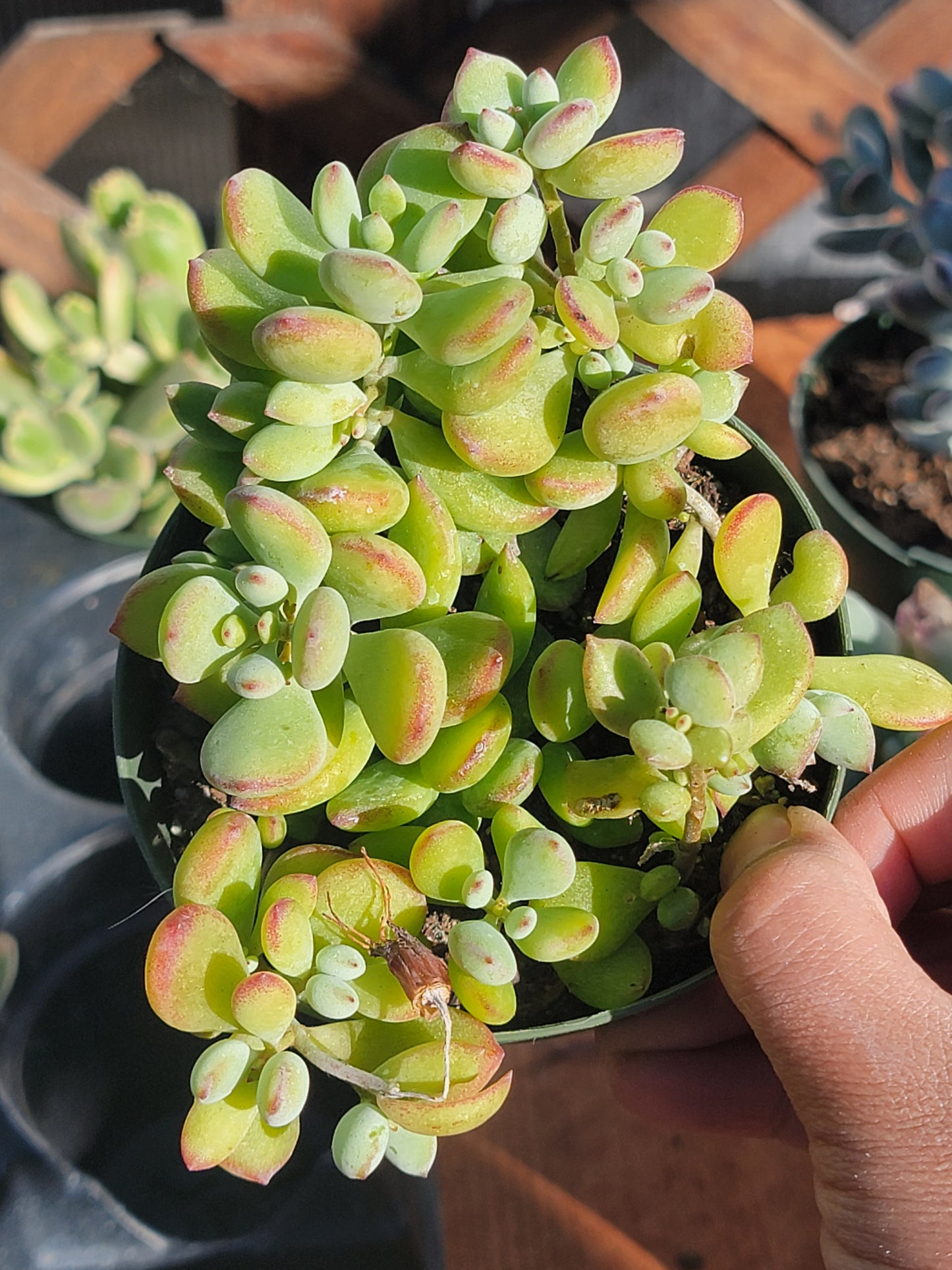 Cotyledon Pendens