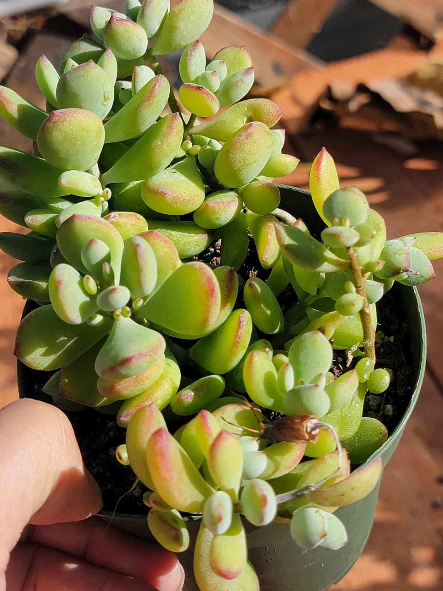 Cotyledon Pendens