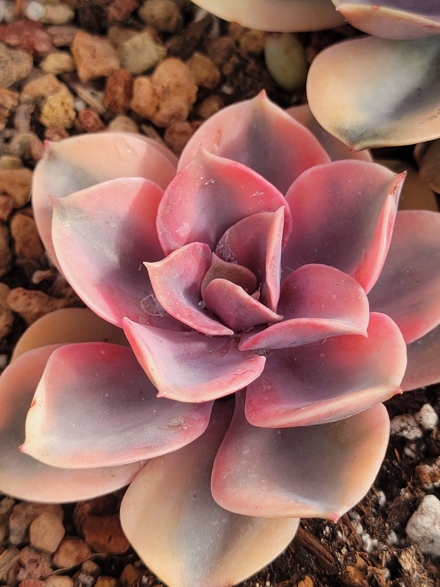 Imported rainbow succulent