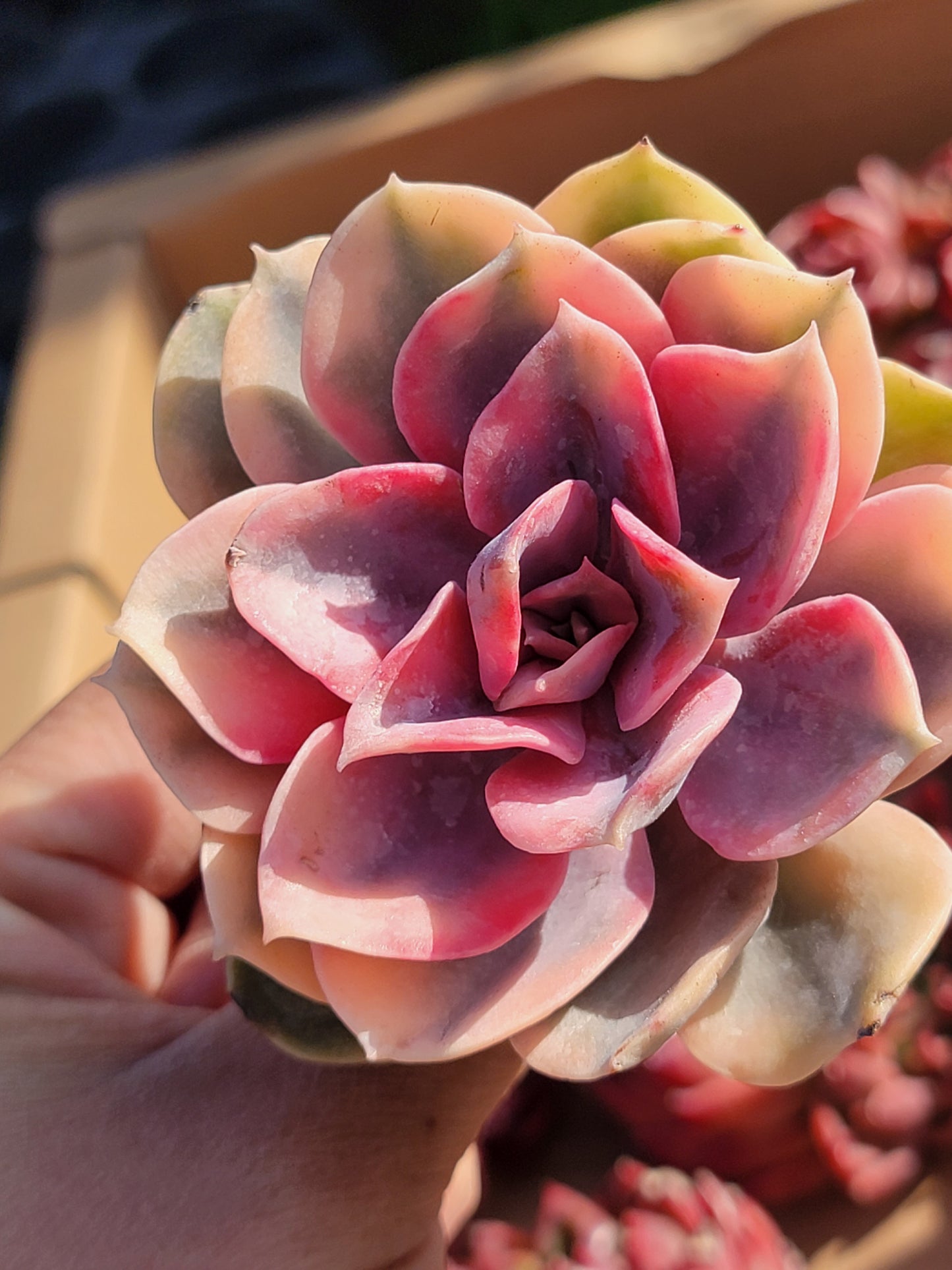 Imported rainbow succulent