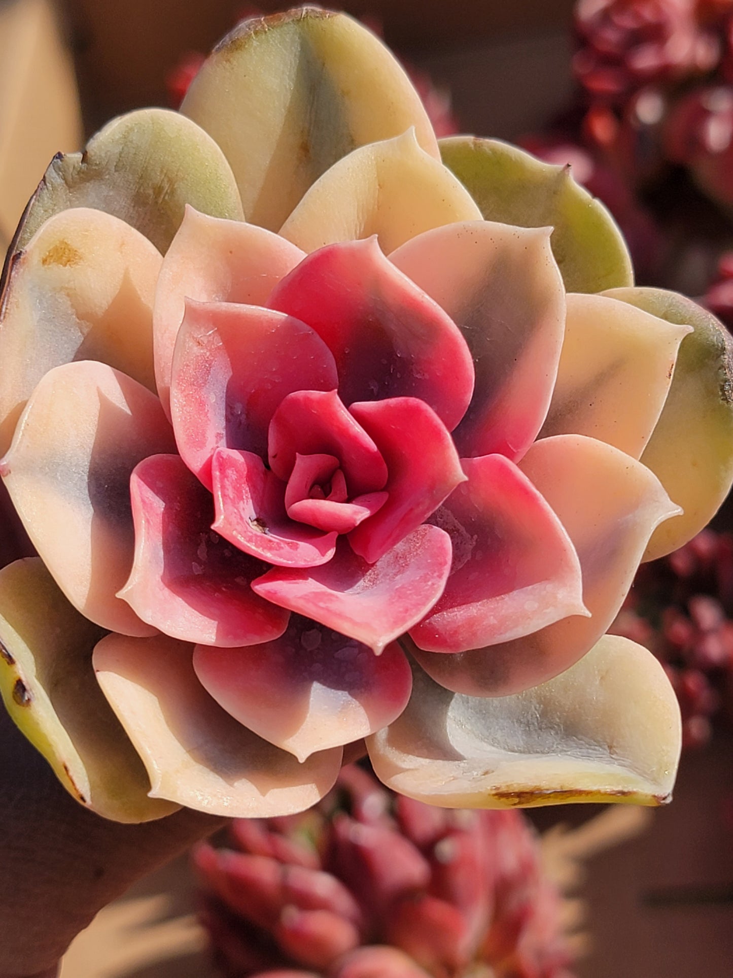 Imported rainbow succulent