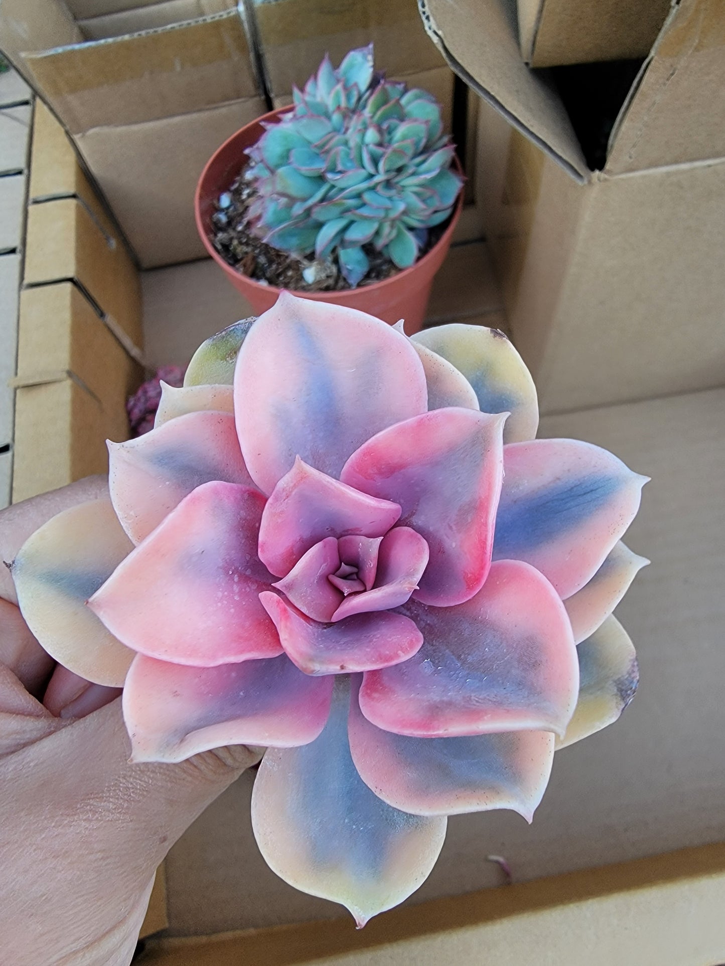 Imported rainbow succulent