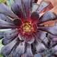 Blackrose aeonium succulent