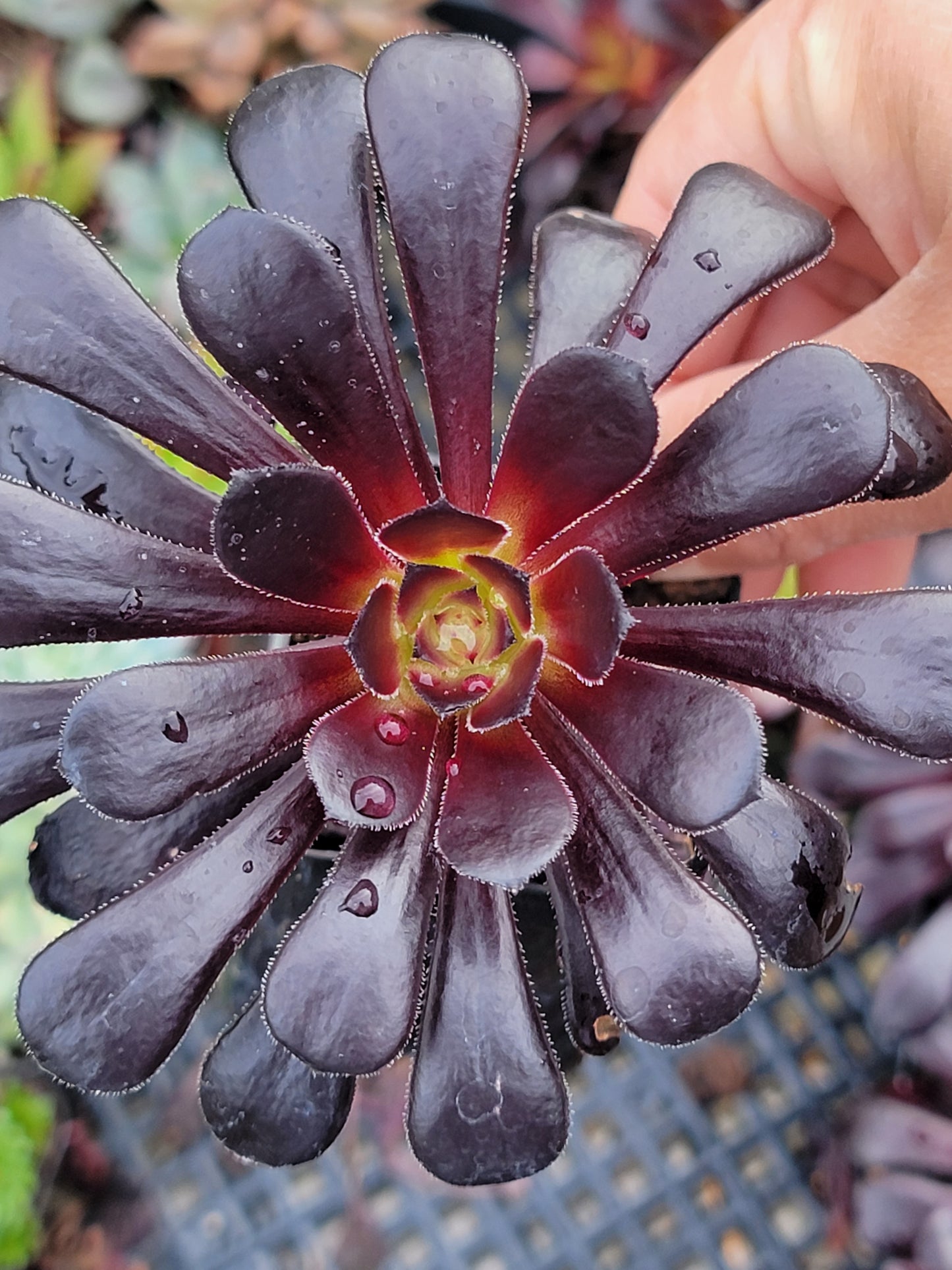 Blackrose aeonium succulent