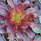 Blackrose aeonium succulent