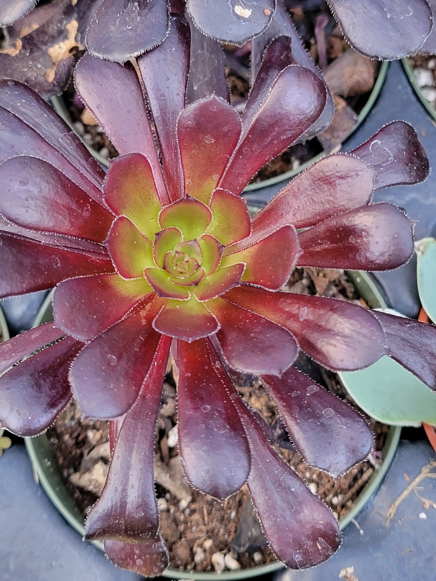 Blackrose aeonium succulent