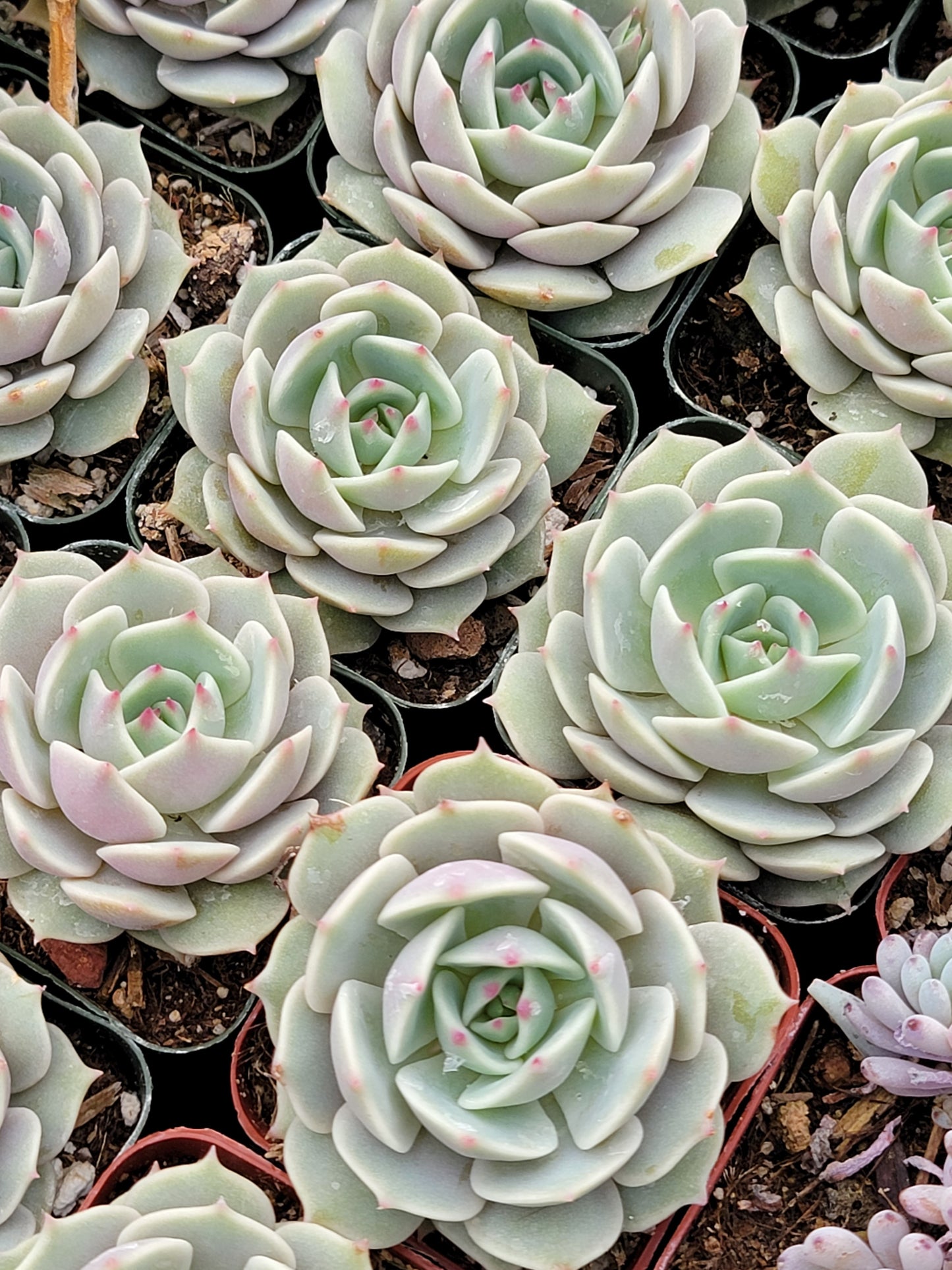 Echeveria Lola Succulents