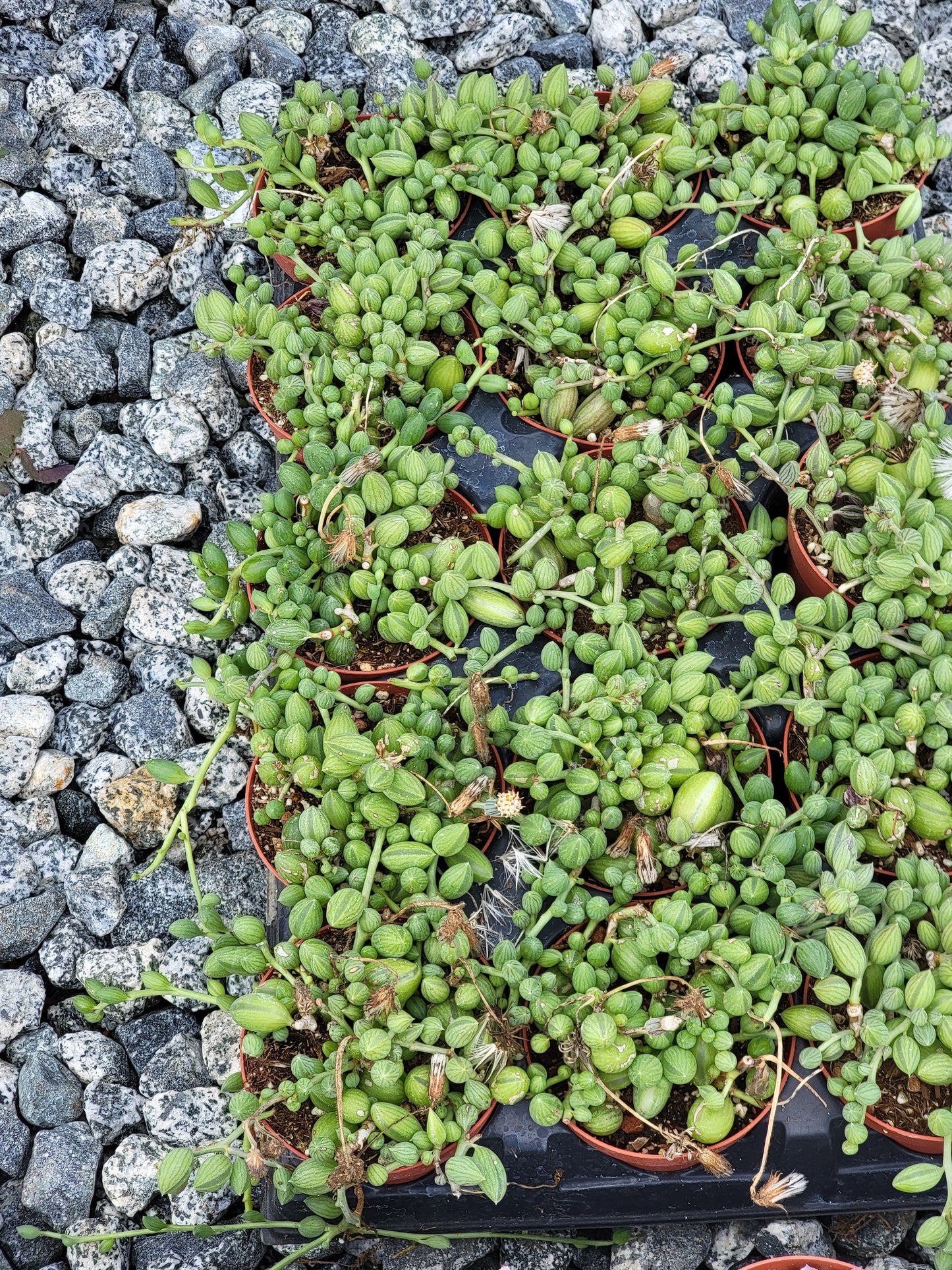 String of watermelon starter