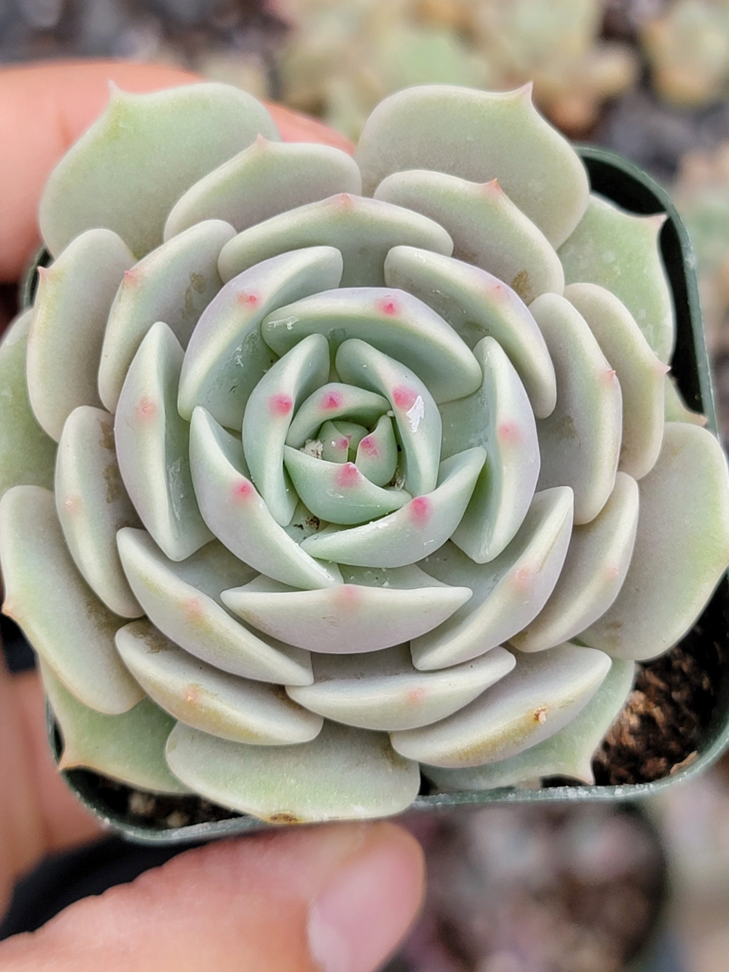 Echeveria Lola Succulents