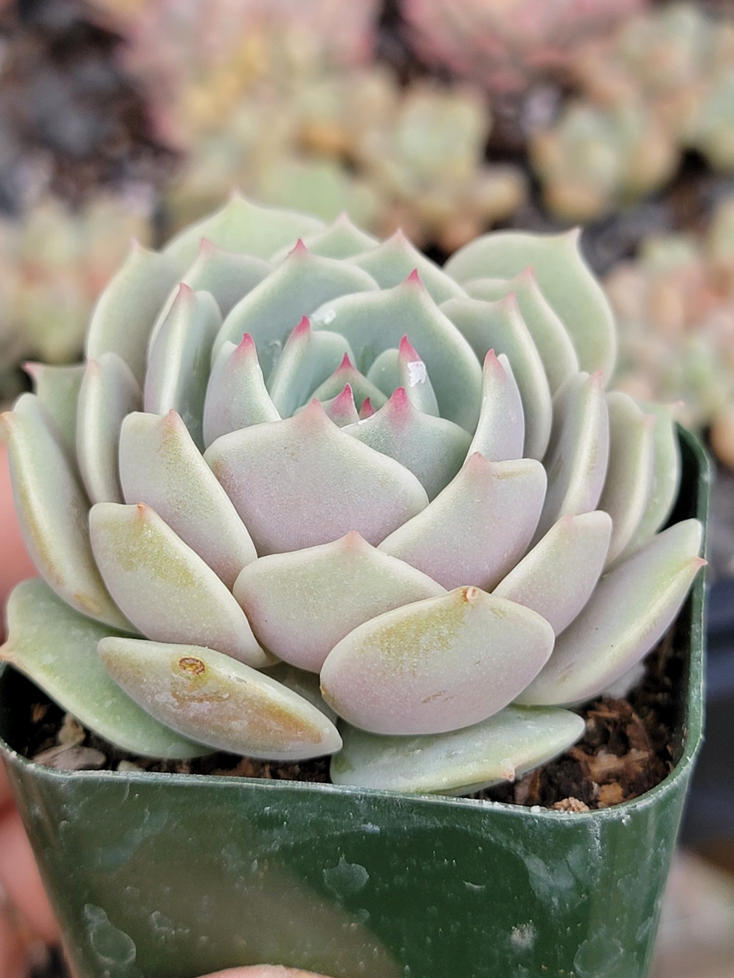 Echeveria Lola Succulents