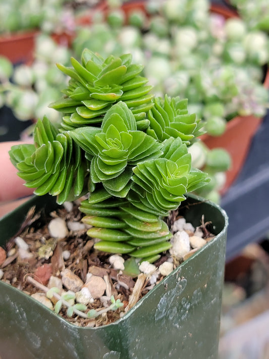 crassula spiralis starter plant succulent