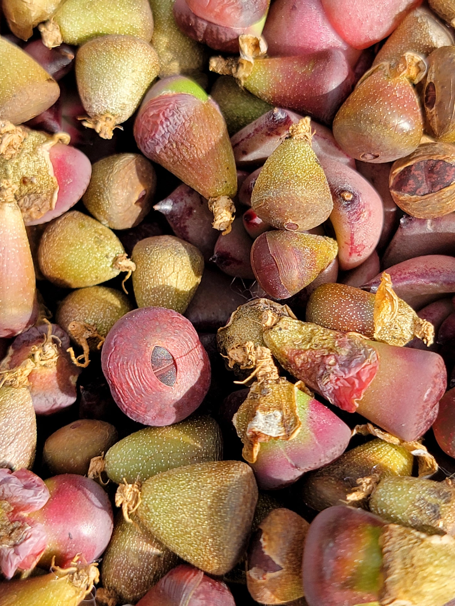 10 pcs purple baby lithops