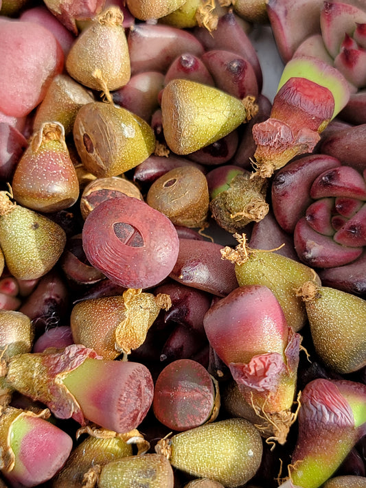 10 pcs purple baby lithops