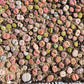 Imported lithops
