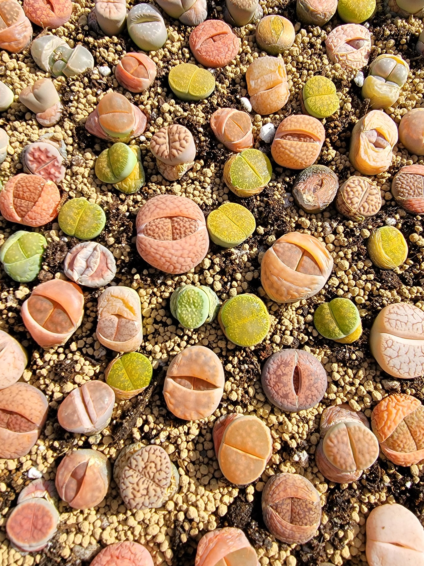 Imported lithops