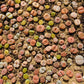 Imported lithops