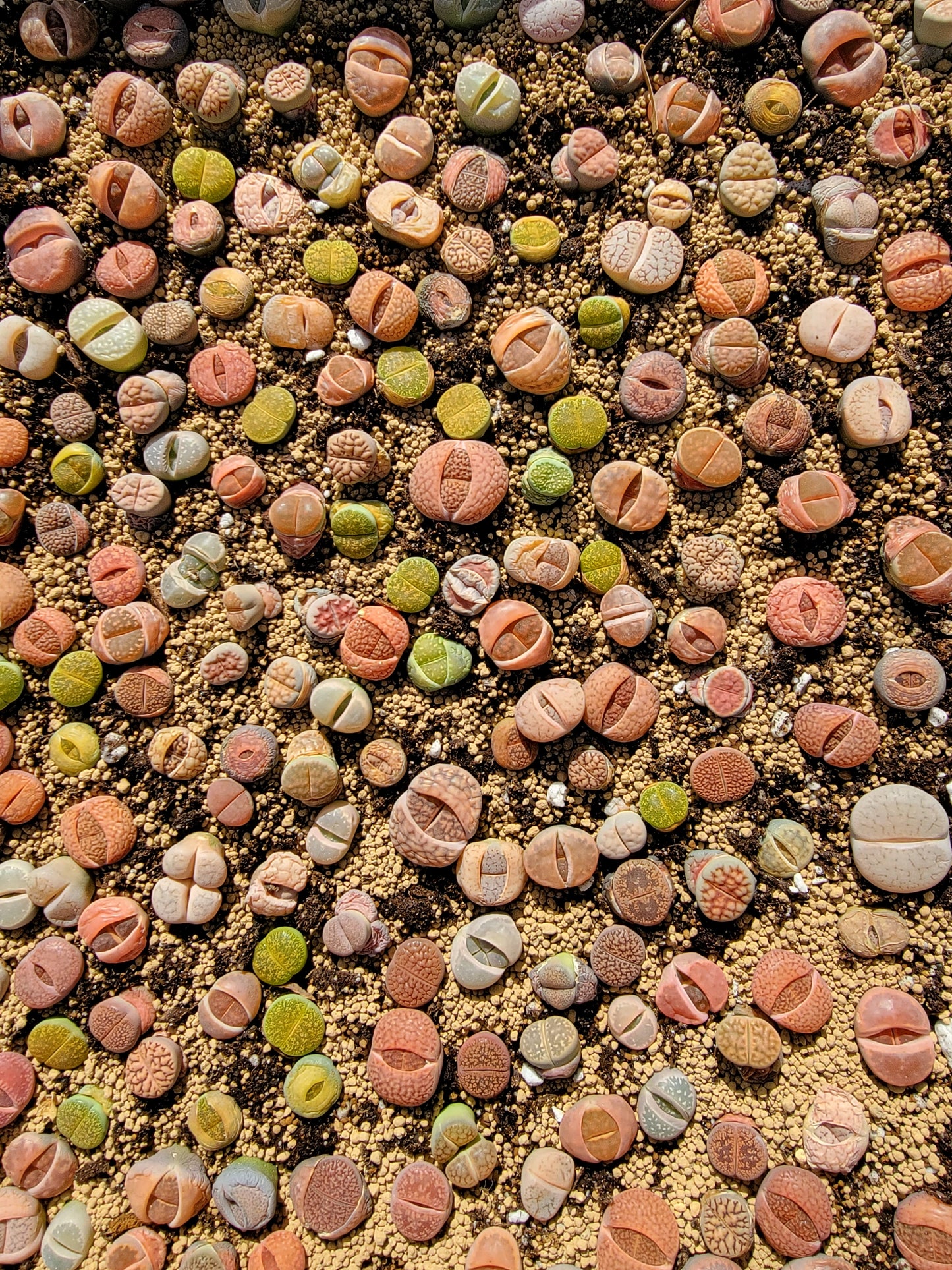 Imported lithops