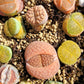 Imported lithops
