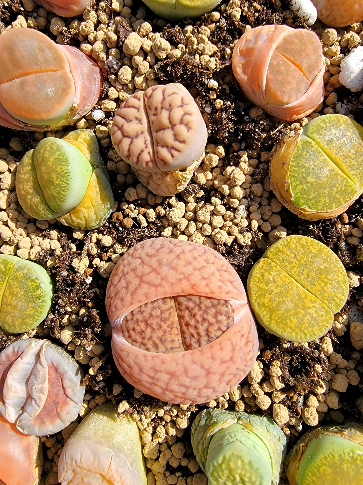 Imported lithops