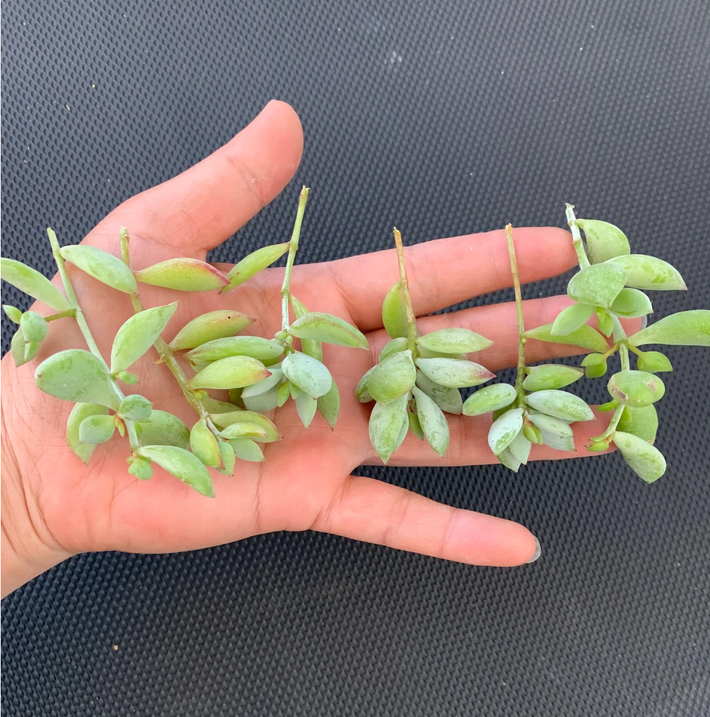 Cotyledon Pendens