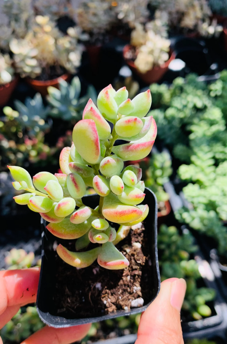 Cotyledon Pendens