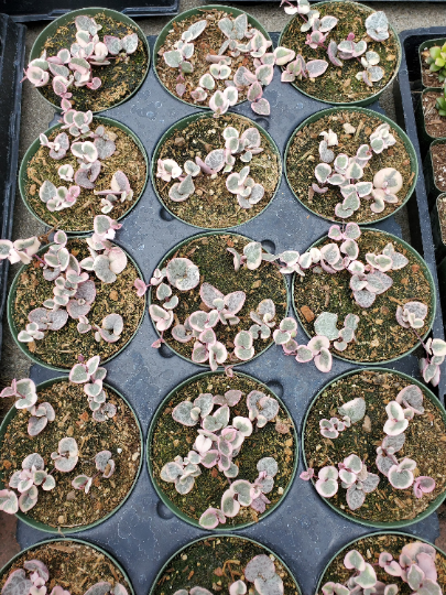 variegated String of heart